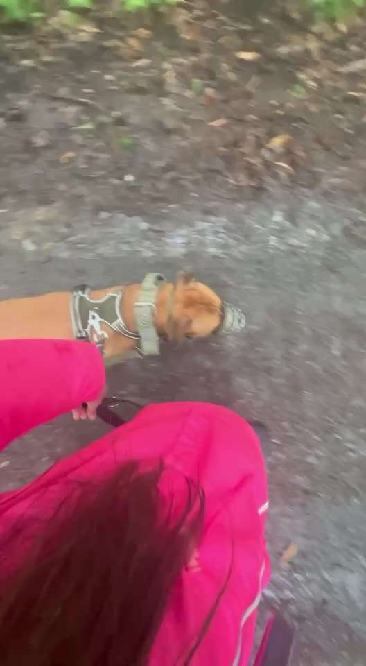 "Notfall"-Reaktion bei Leinenreaktivität-Beitrag-Bild