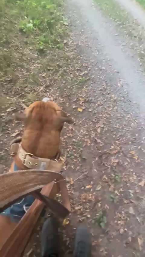 Impulskontrolle Challenge Nr 20: Jagdreiz/Bewegungsreiz aushalten-Beitrag-Bild