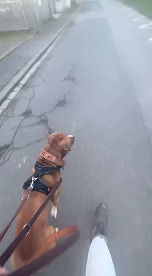 Impulskontrolle Challenge Nr 20: Jagdreiz/Bewegungsreiz aushalten-Beitrag-Bild