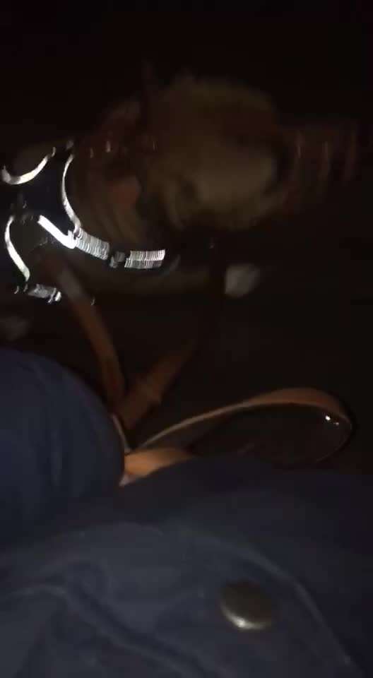 Vorderführ-Geschirr (mit Brustring)..... & Training Leinenführung ;)-Beitrag-Bild