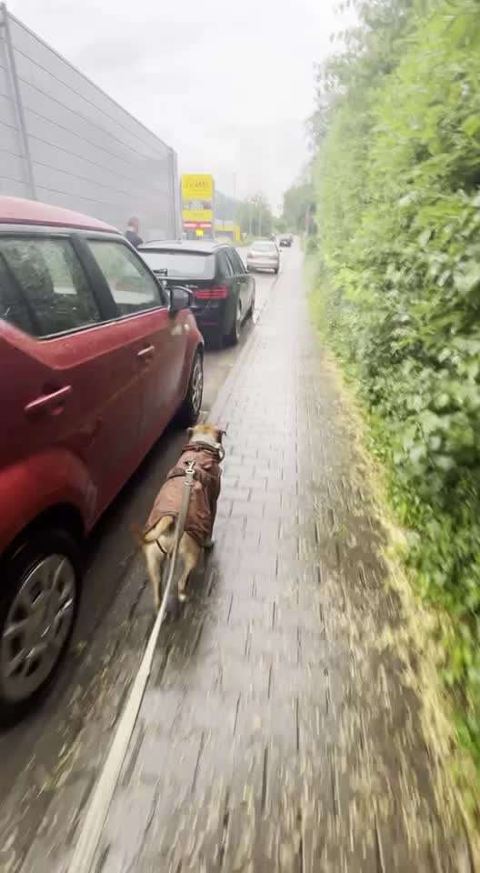 "Notfall"-Reaktion bei Leinenreaktivität-Beitrag-Bild