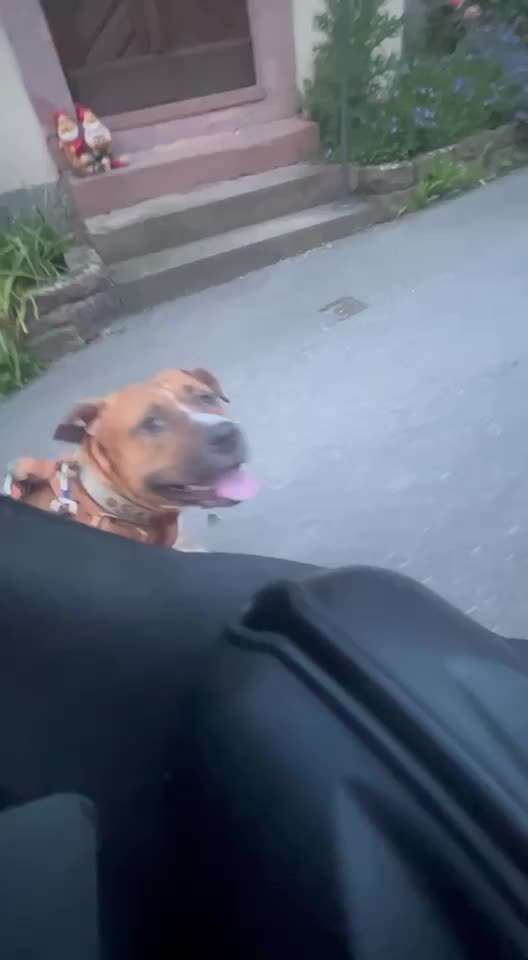 34. Impulskontrollübung "Ruhe an fremden Orten"-Beitrag-Bild