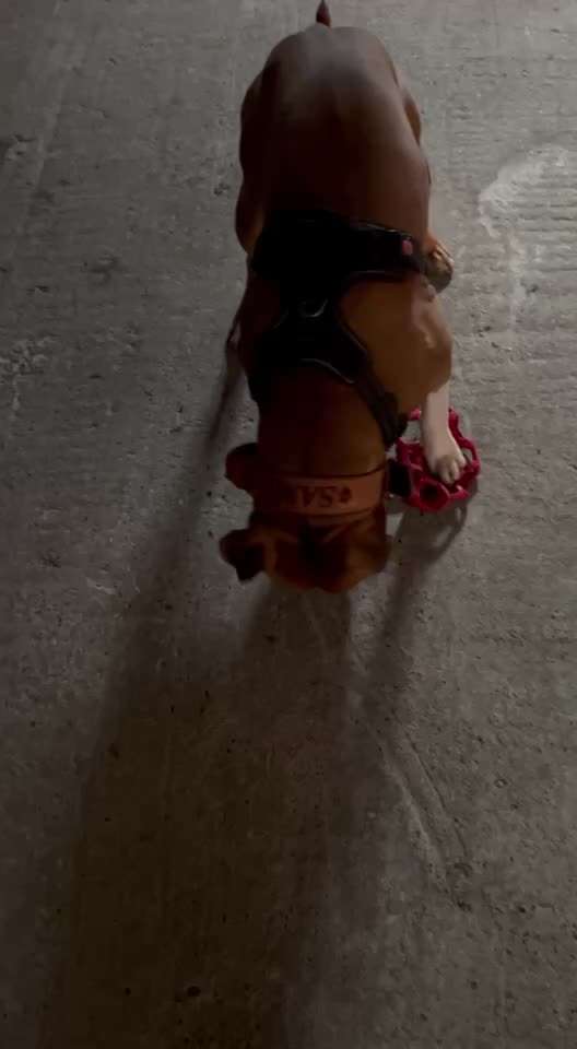 Impulskontrolle Challenge Nr . 6: ohne Befehle-Beitrag-Bild