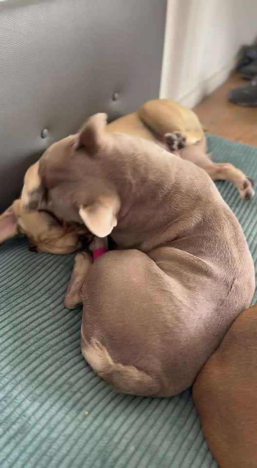 aktuelles Foto Gruppe Französische Bulldogge