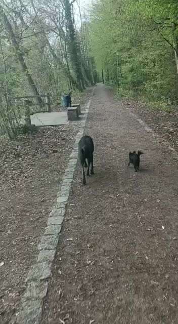 Schlimmer werdendes Humpeln-Beitrag-Bild