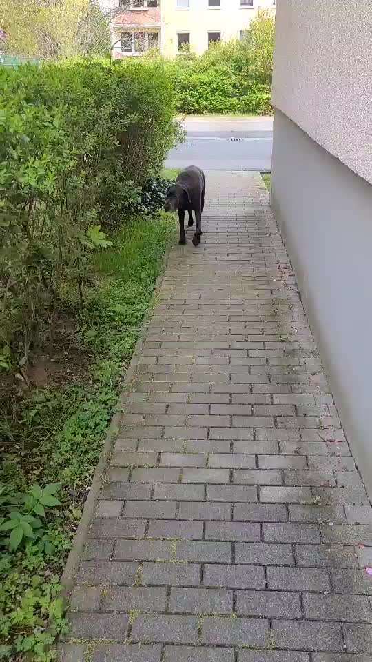 Schlimmer werdendes Humpeln-Beitrag-Bild