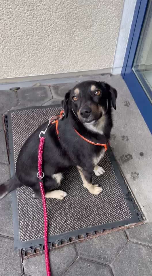 Gespräche zwischen Hund und Halter-Beitrag-Bild