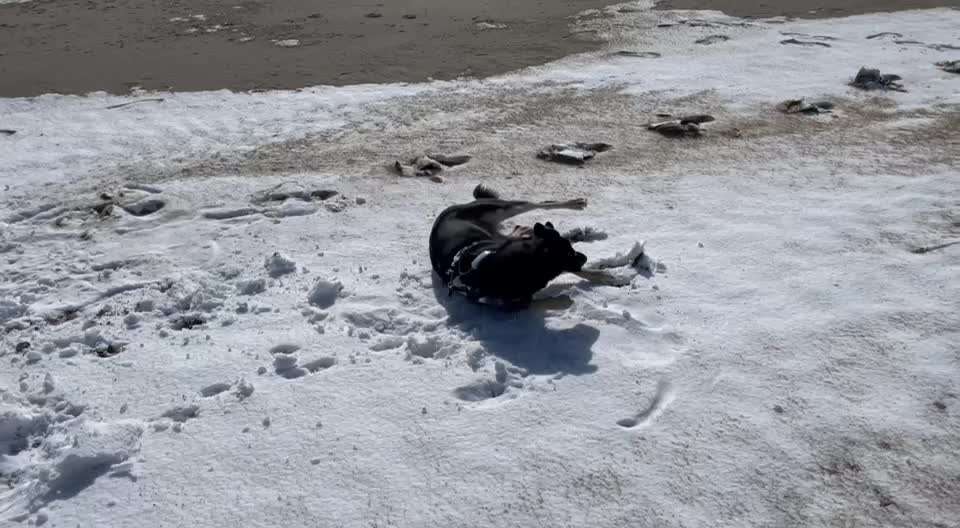 Video Challenge Nr. 12
Ein glücklicher Hund-Beitrag-Bild