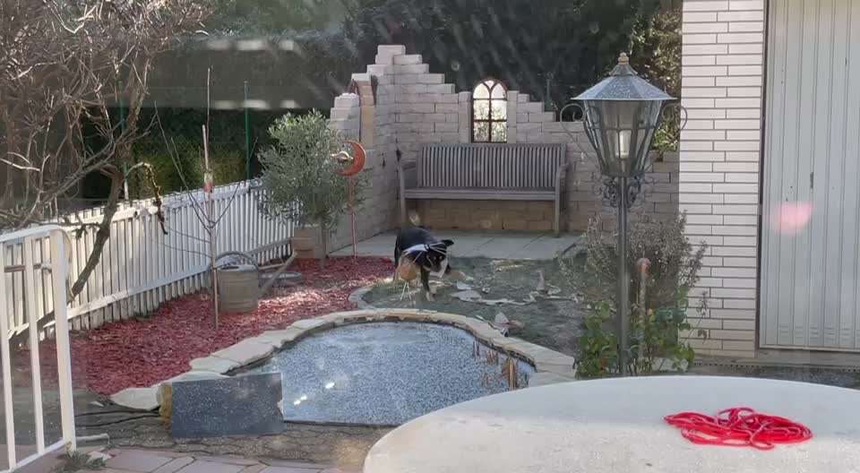 19. Video Challenge  "urkomische Hunde zum Brüllen lustig"-Beitrag-Bild