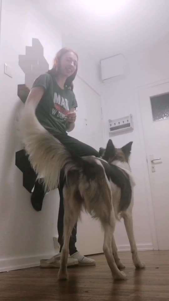 Trickdogging-Beitrag-Bild