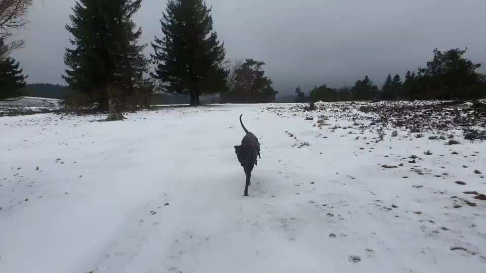 Rhodesian Ridgeback-Beitrag-Bild