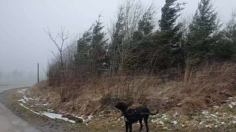 Rhodesian Ridgeback-Beitrag-Bild