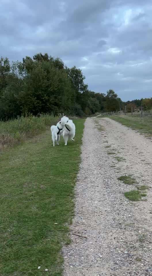 Samojede-Beitrag-Bild