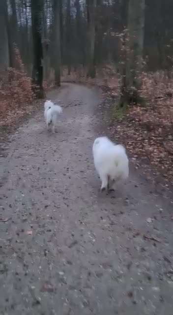 Samojede-Beitrag-Bild