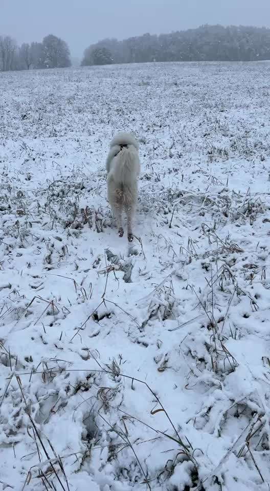 Samojede-Beitrag-Bild