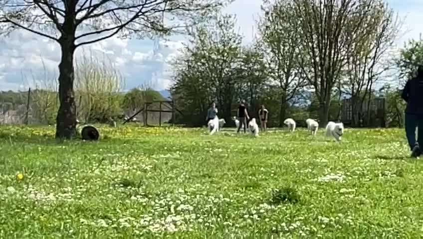 Samojede-Beitrag-Bild