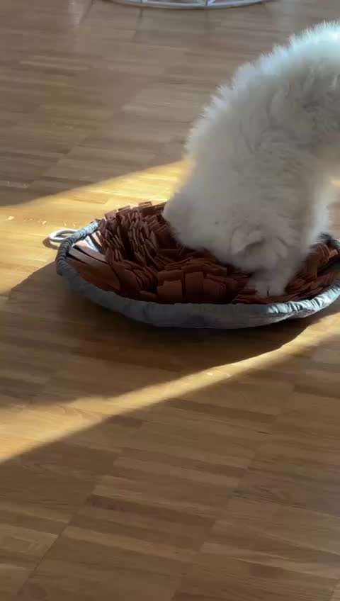 Samojede-Beitrag-Bild