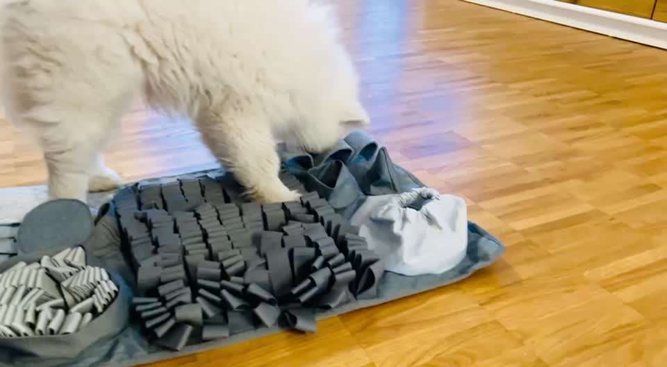 Samojede-Beitrag-Bild