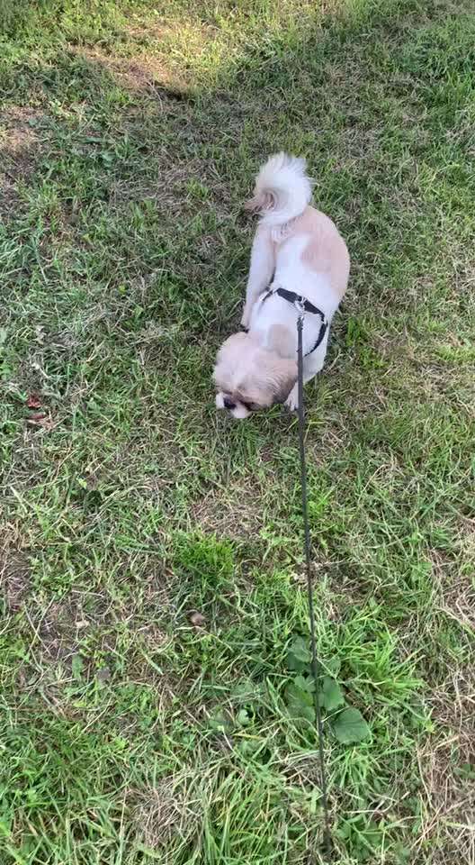 Shih Tzu von Jung bis Senioren-Beitrag-Bild