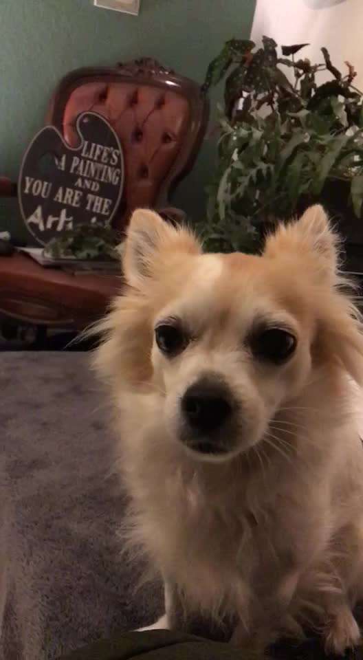 Dogorama Photo Challenge - Tricks, Tricks & Tricks!-Beitrag-Bild