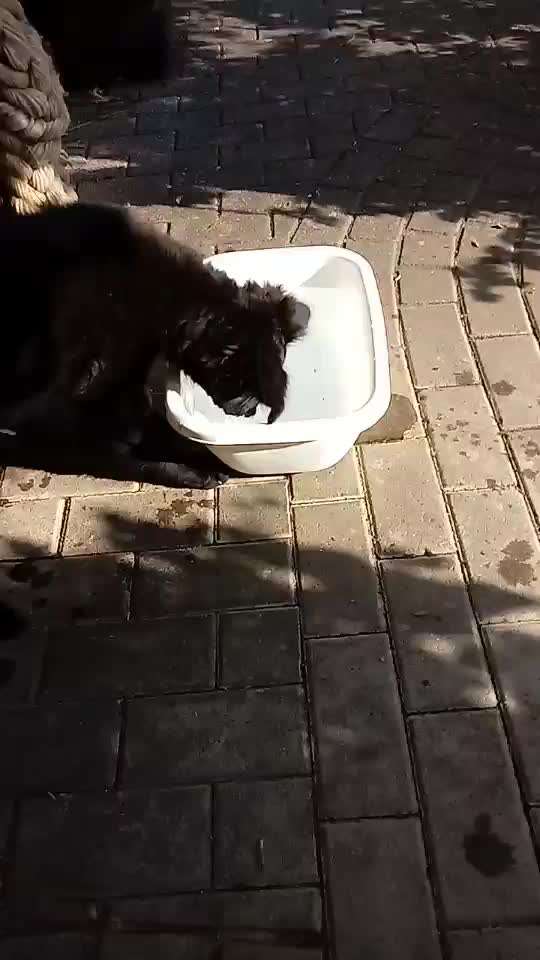 ...zeigt her das allererste Video das ihr von eurem Hund habt...-Beitrag-Bild