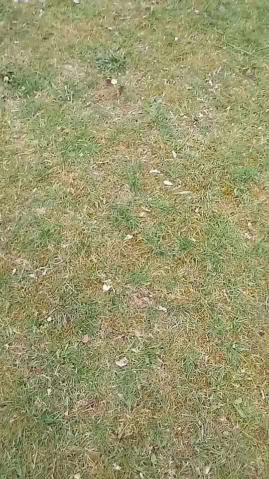 Altdeutsche Hütehunde-Beitrag-Bild