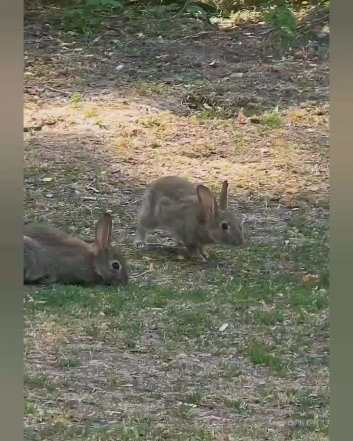 Leinenpflicht – nervige Einschränkung oder sinnvoller Schutz?-Beitrag-Bild
