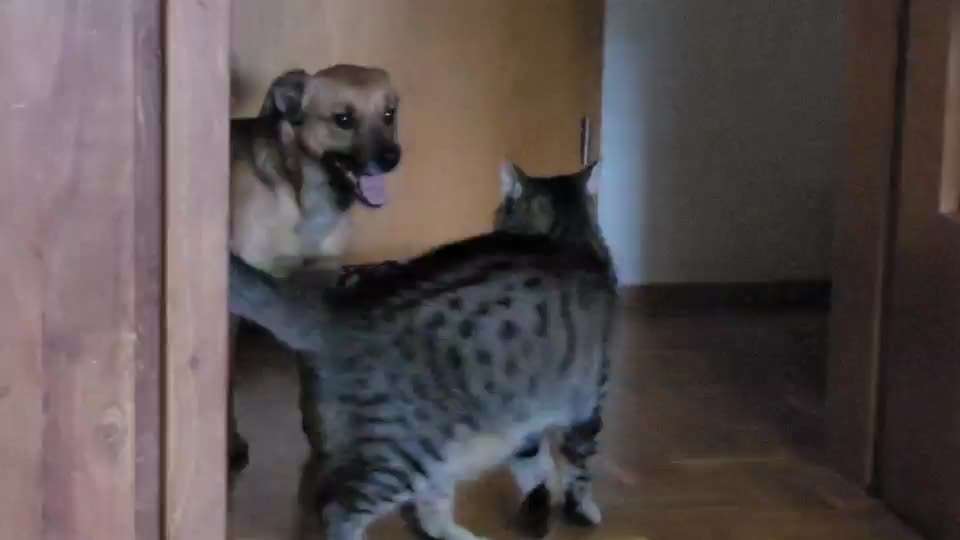 19. Video Challenge  "urkomische Hunde zum Brüllen lustig"-Beitrag-Bild