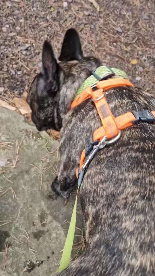 Französische Bulldoggen-Beitrag-Bild