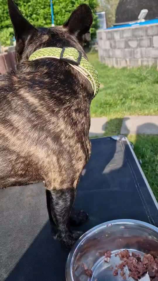 Französische Bulldoggen-Beitrag-Bild