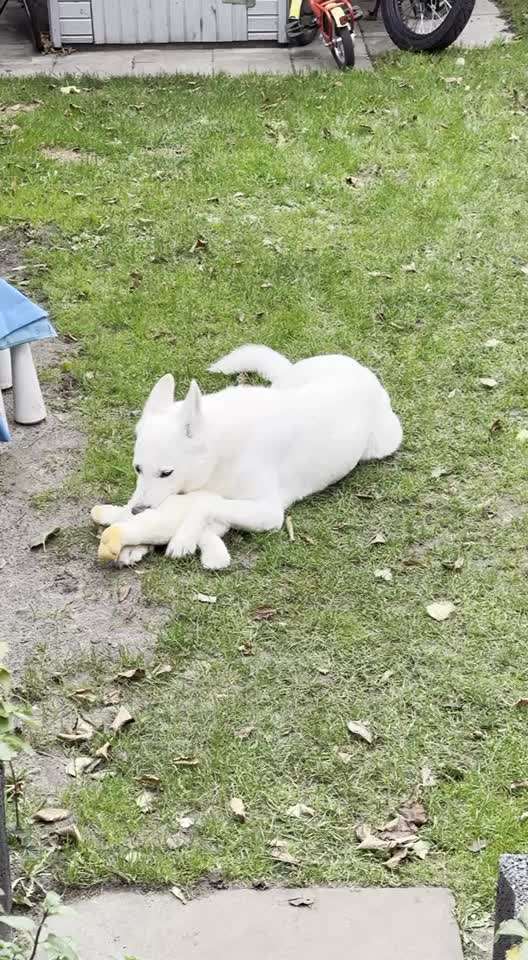 Euer Hund und sein Lieblingskuscheltier-Beitrag-Bild