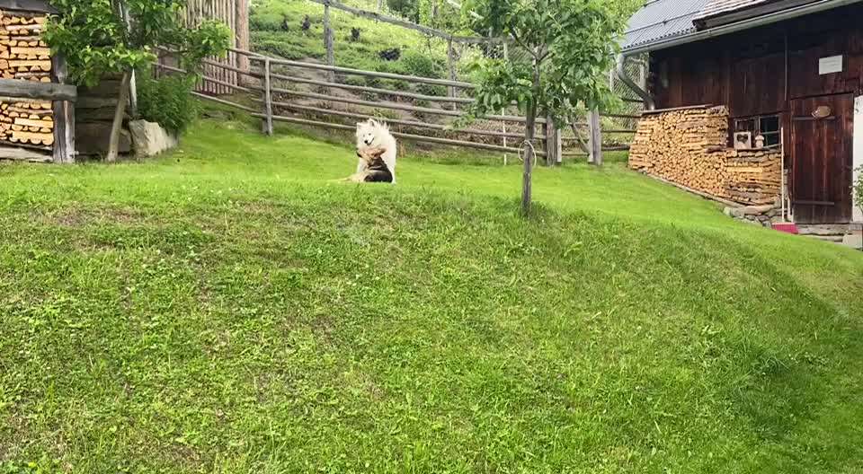 Kein Hundekontakt?-Beitrag-Bild