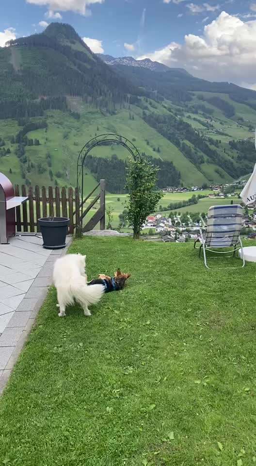 Kein Hundekontakt?-Beitrag-Bild