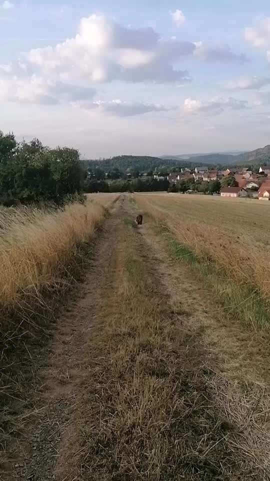 Neufundländer Freunde!-Beitrag-Bild