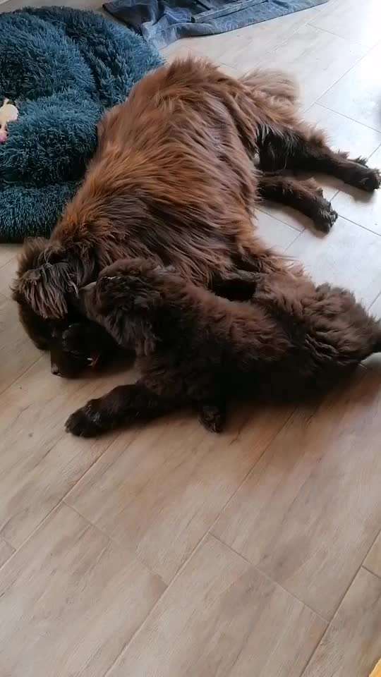 Neufundländer Freunde!-Beitrag-Bild