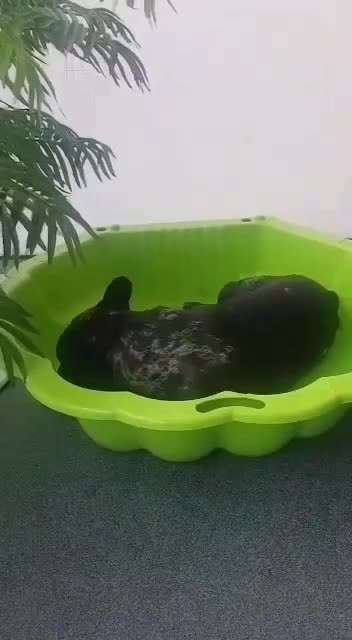 Französische Bulldoggen-Beitrag-Bild