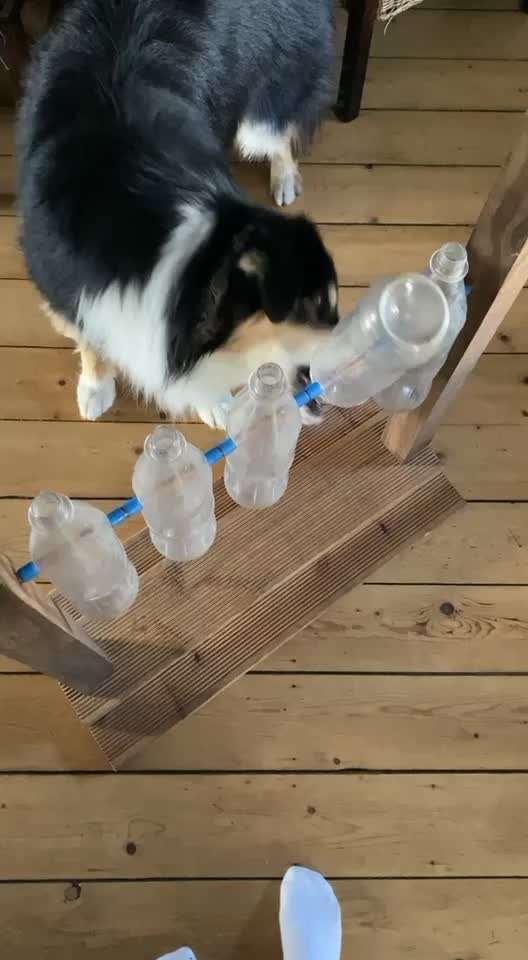 Nasenarbeit / Schnüffelspiele-Beitrag-Bild