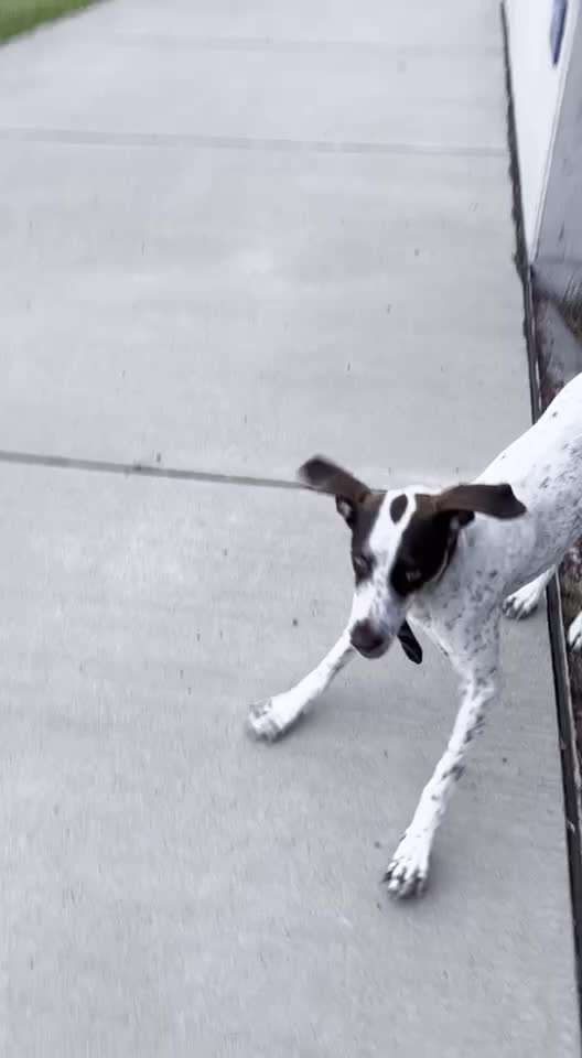 Mischlinge raten - Rätselspaß-Beitrag-Bild