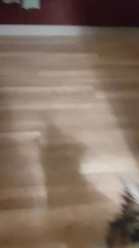 Impulskontrolle-Challenge Nr. 2: Vorbei laufen-Beitrag-Bild