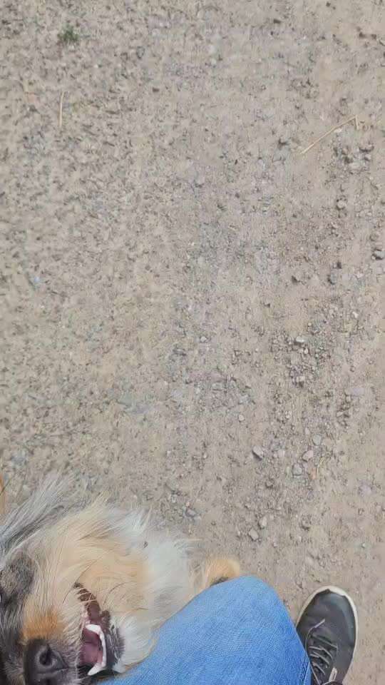 15. Impulskontrolle Challenge: Hinten-Beitrag-Bild