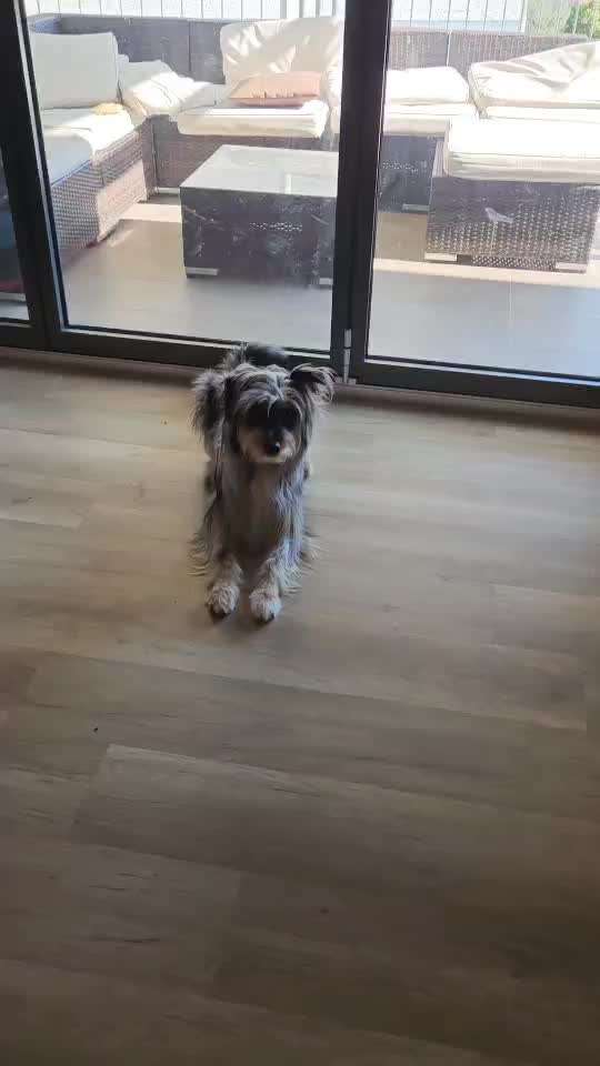 Impulskontrolle Challenge Nr. 11 "Bleib mit Ablenkung"-Beitrag-Bild