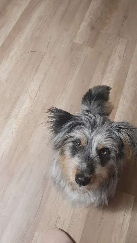 Trick Challenge 24 ,,Elefantentrick"-Beitrag-Bild