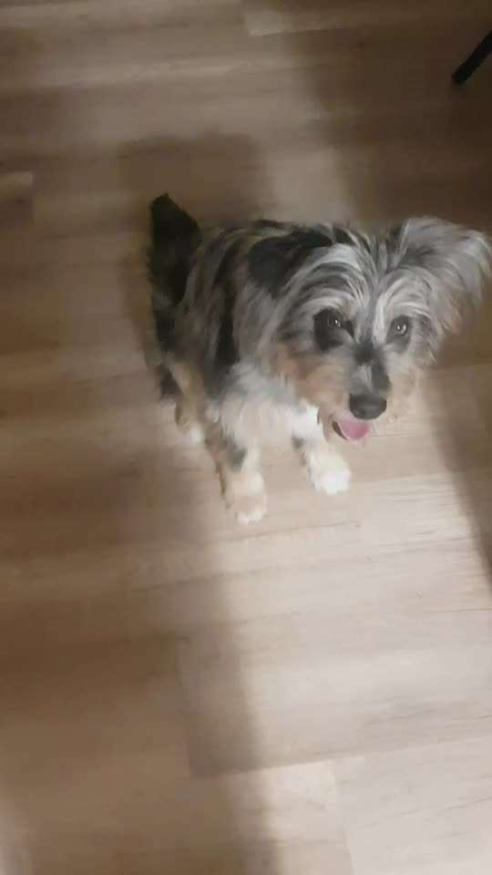 Impulskontrolle-Challenge Nr. 2: Vorbei laufen-Beitrag-Bild