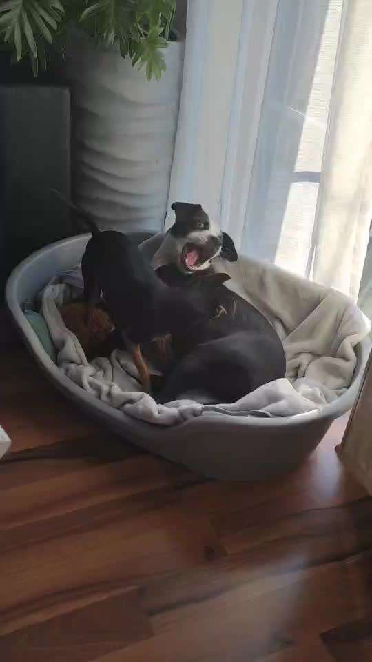 Prager Rattler-Beitrag-Bild