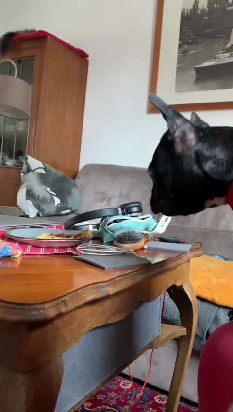 Französische Bulldoggen-Beitrag-Bild