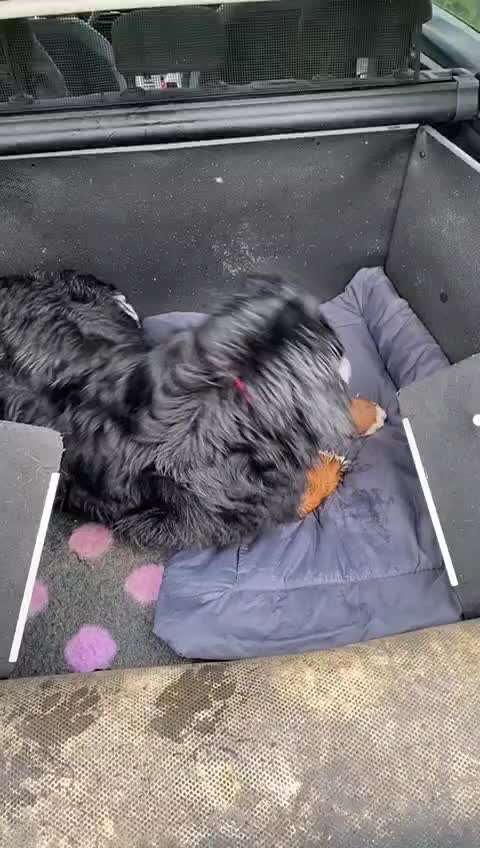 Berner Sennen-Beitrag-Bild