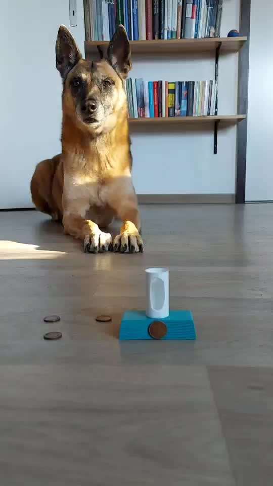 Unsere Fellnasen im Regenbogenland-Beitrag-Bild