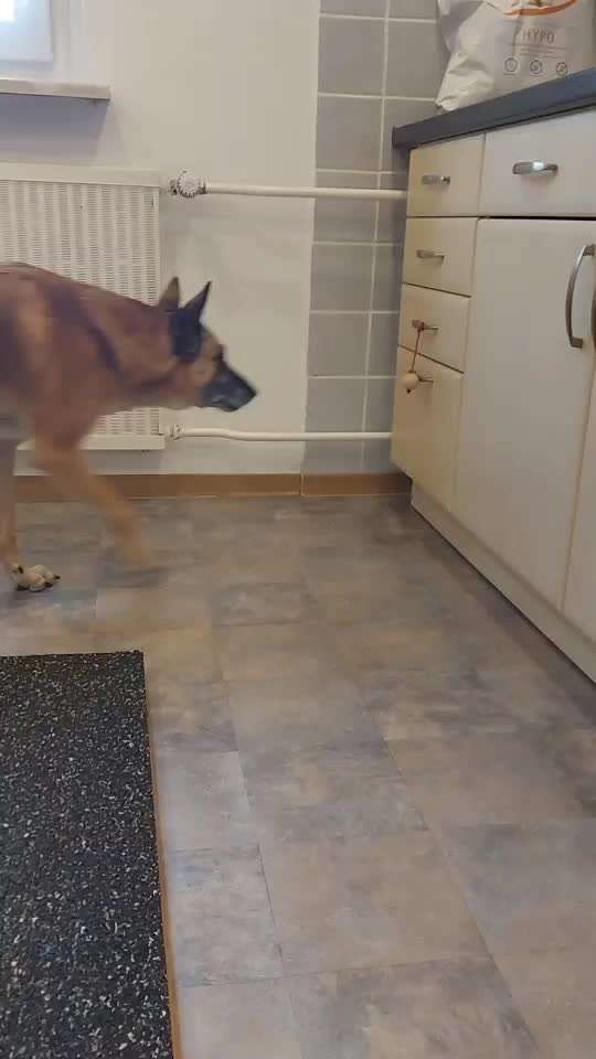 Eure liebsten Tricks-Beitrag-Bild