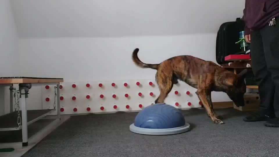 59. Geneinsahmes  Trick Training -Elefantentrick mit den Hinterbeinen fest-Beitrag-Bild