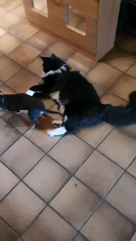 Hund und Katz Momente-Beitrag-Bild